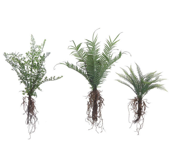 Faux Ferns With Exposed Roots - Assorted