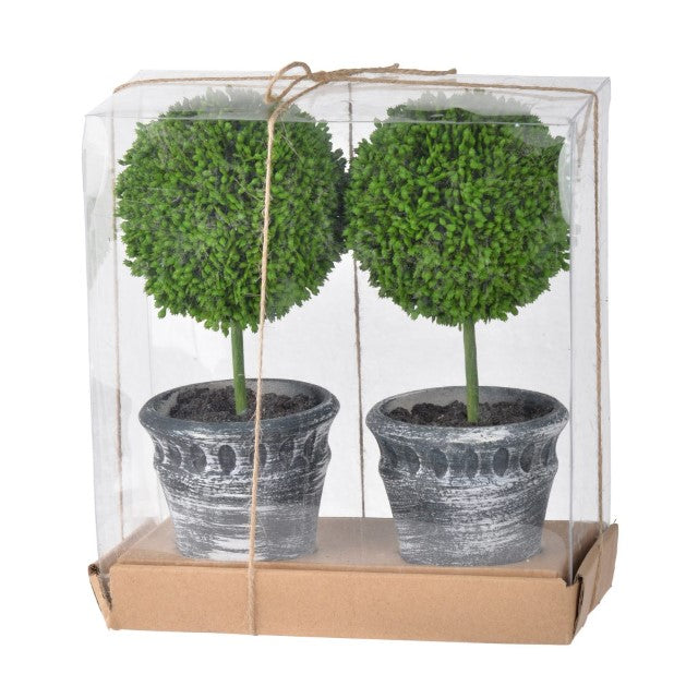Boxwood Topiary - Distressed Pot