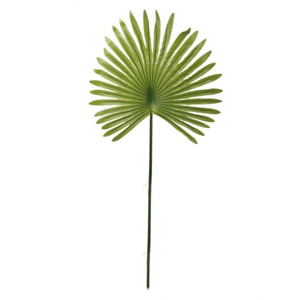 Fan Palm Leaf Stem