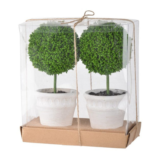 Boxwood Topiary - White Pot