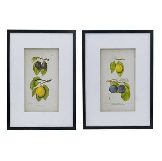 Botanical Wall Art With Black Frame - Sold Separately