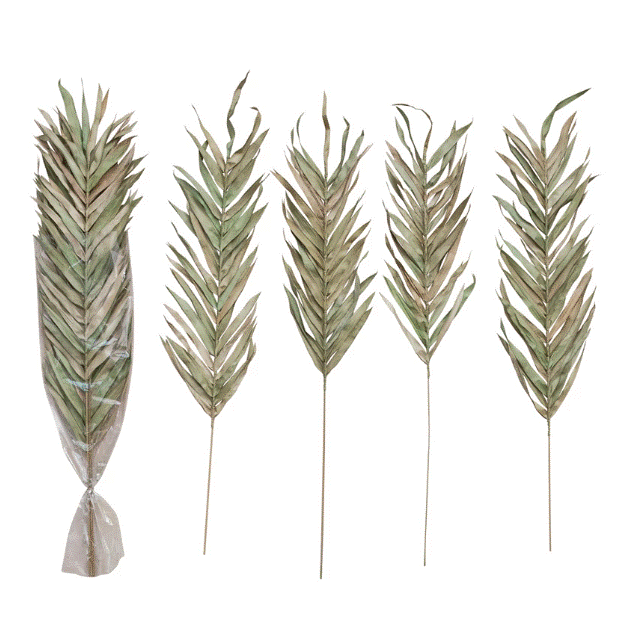 Dried Natural Fountain Palm Bunch