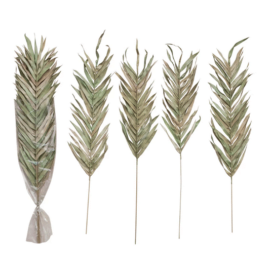 Dried Natural Fountain Palm Bunch