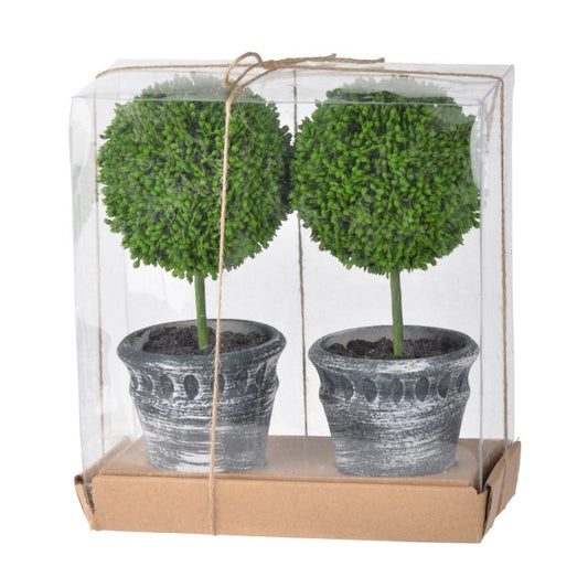 Boxwood Topiary - Distressed Pot