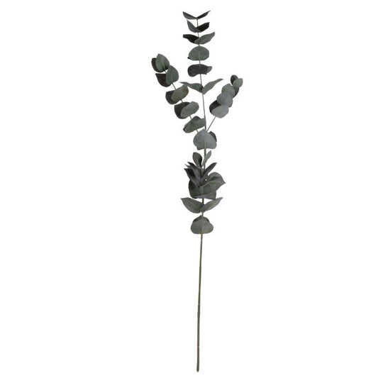 Eucalyptus Stem