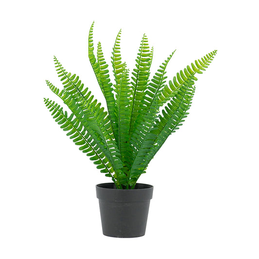 Fern W/Pot Green