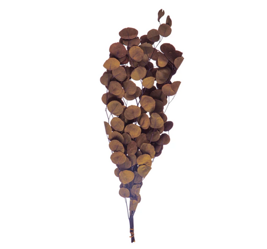 Khaki Dried Natural Eucalyptus Bunch