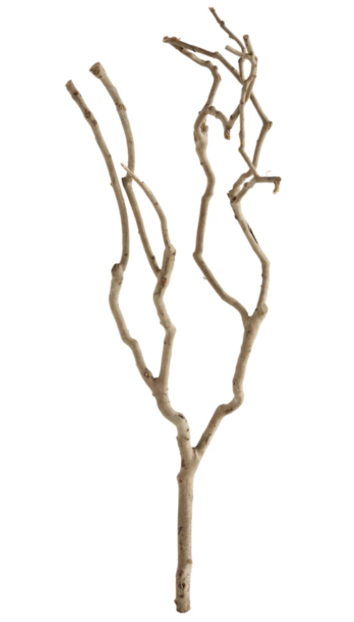 Natural Tea Tree Branch