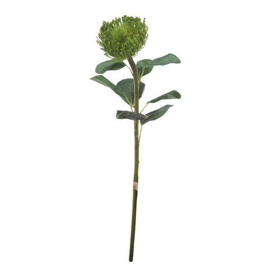 Pincushion Protea Stem