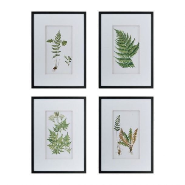 Botanical Black And White Fern Wall Art