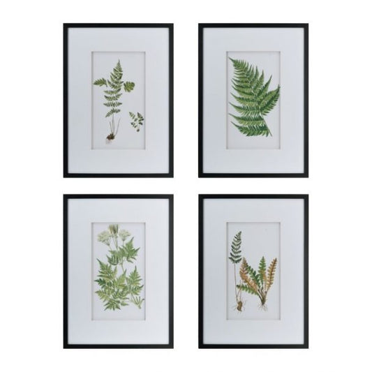 Botanical Black And White Fern Wall Art