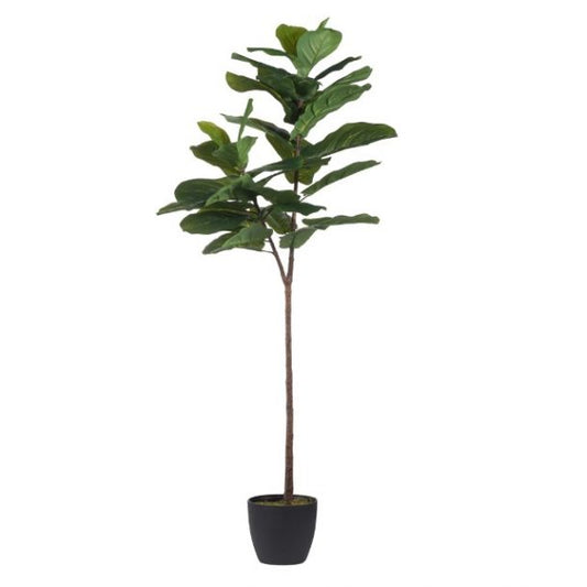 Fiddle Leaf Fig Tree