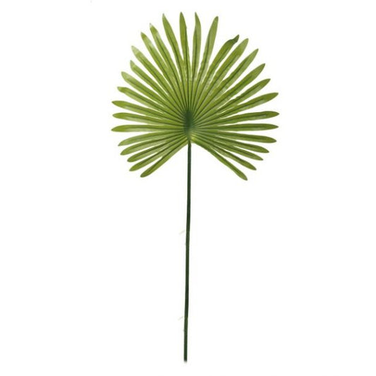 Fan Palm Leaf Stem